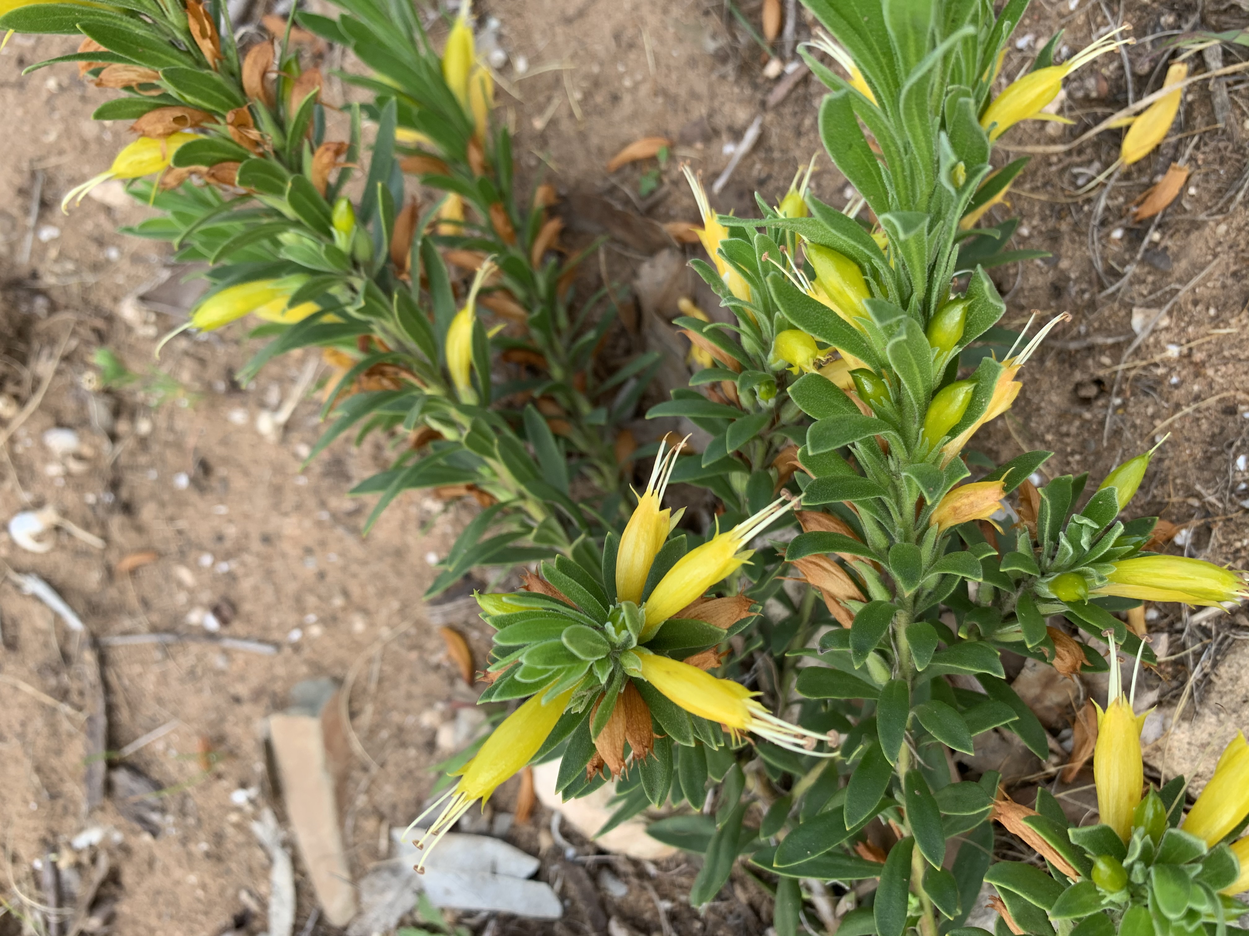 Native yellow pea flowers spread — Mannum SA